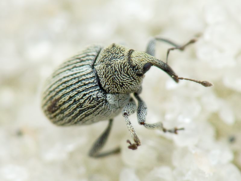 Ceutorhynchus hampei C. Brisout, 1869